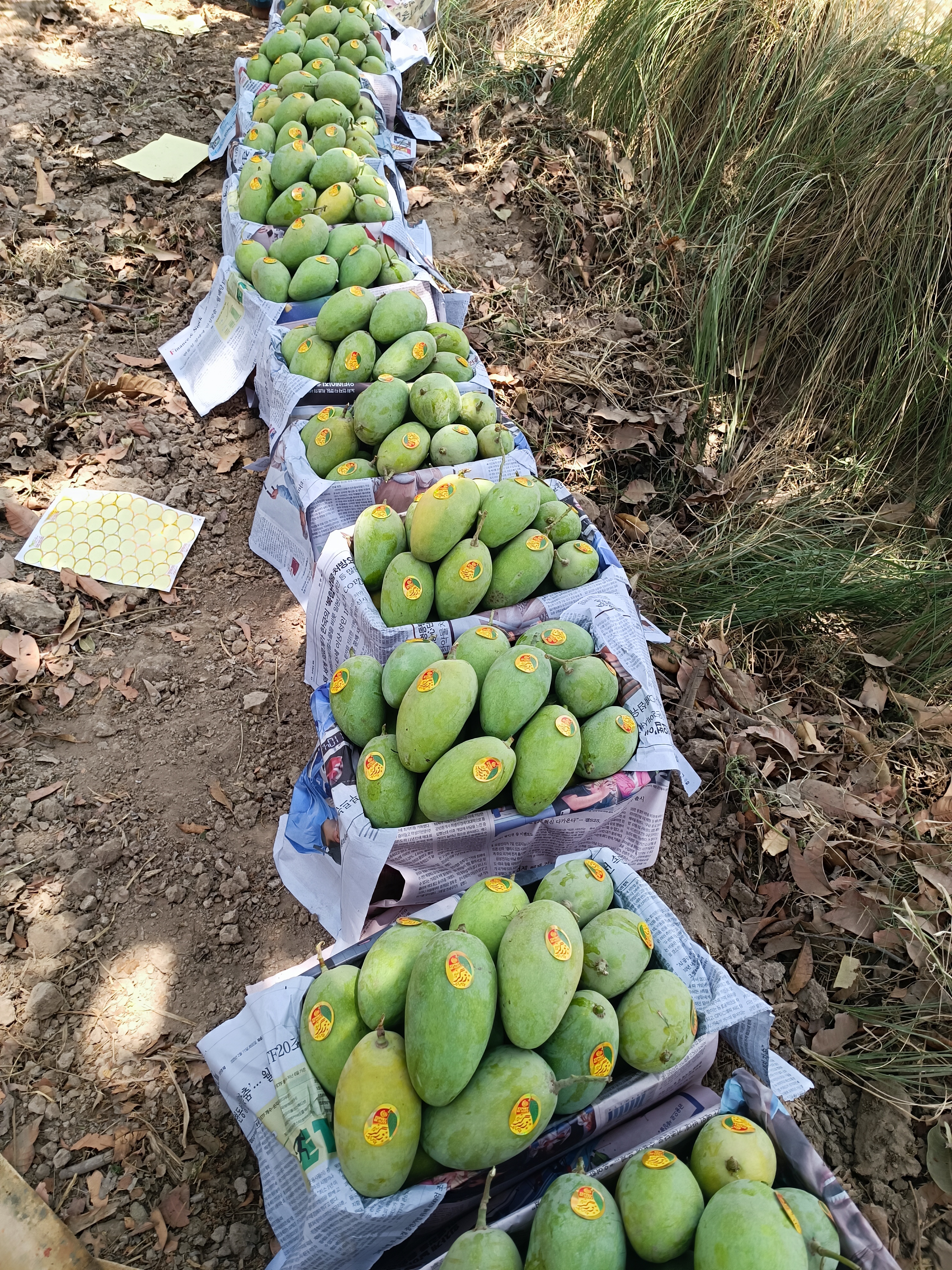 RindMangoes Orchard